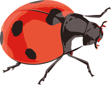 Red Black Ladybug Illustration