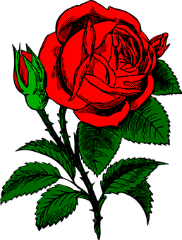 Red Black Rose Artwork