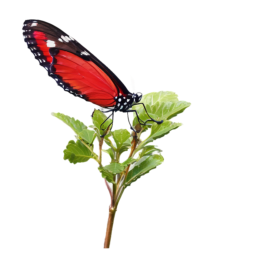 Red Butterfly In Nature Png 29