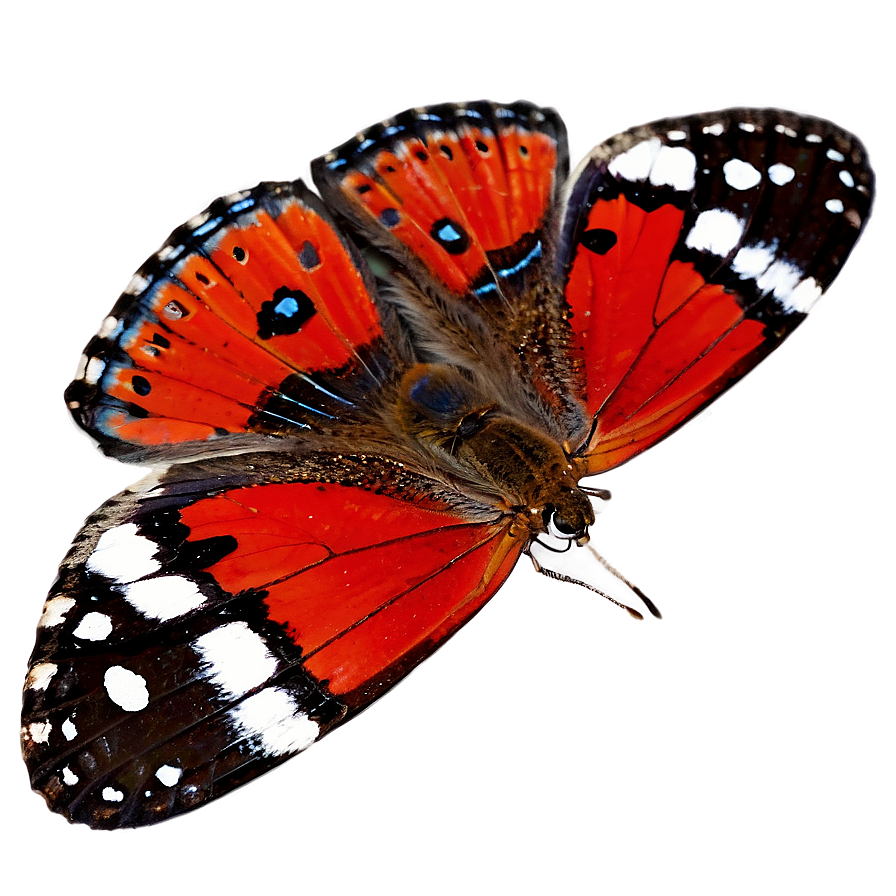 Red Butterfly Underwing Png 91