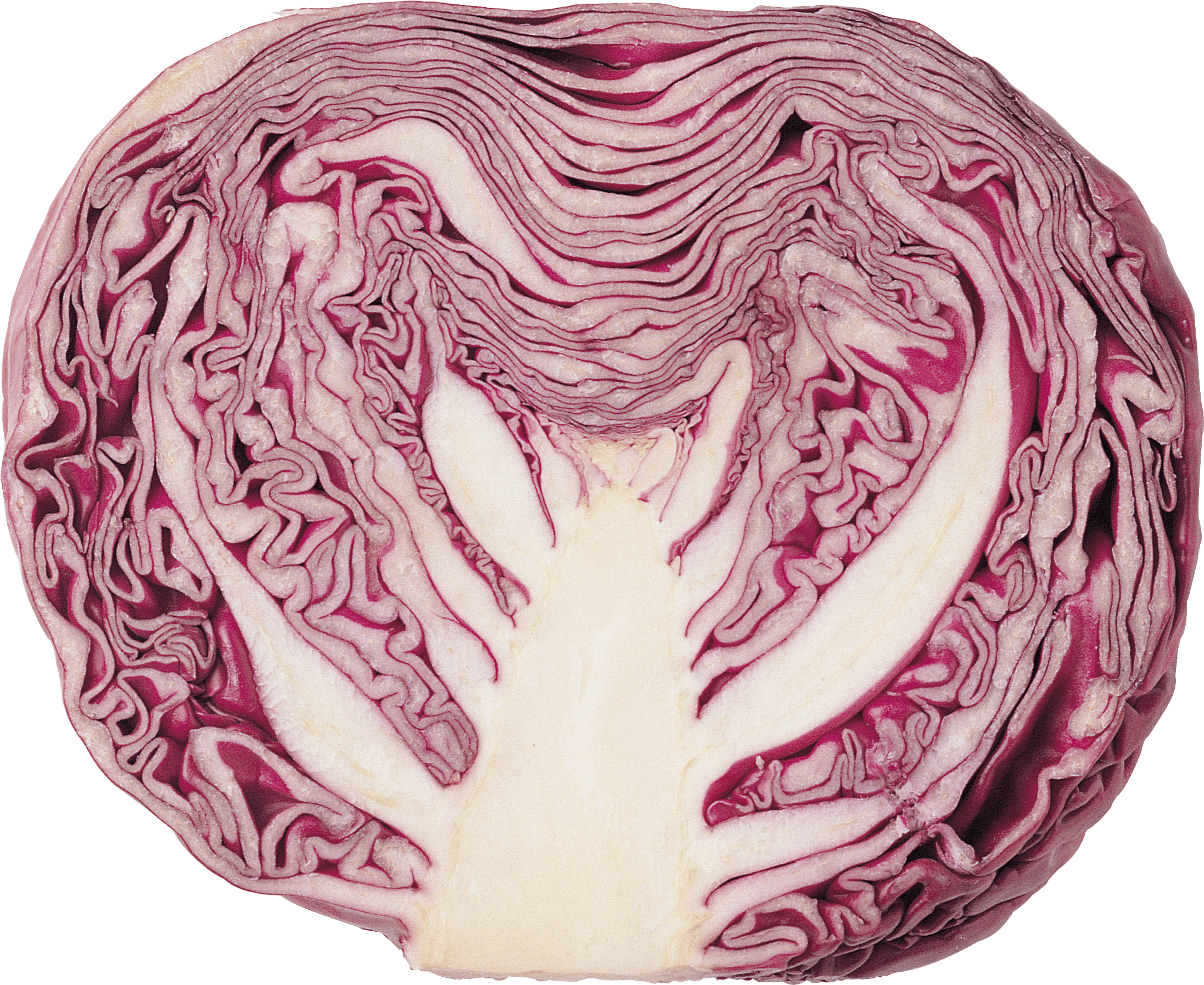 Red Cabbage Cross Section.png