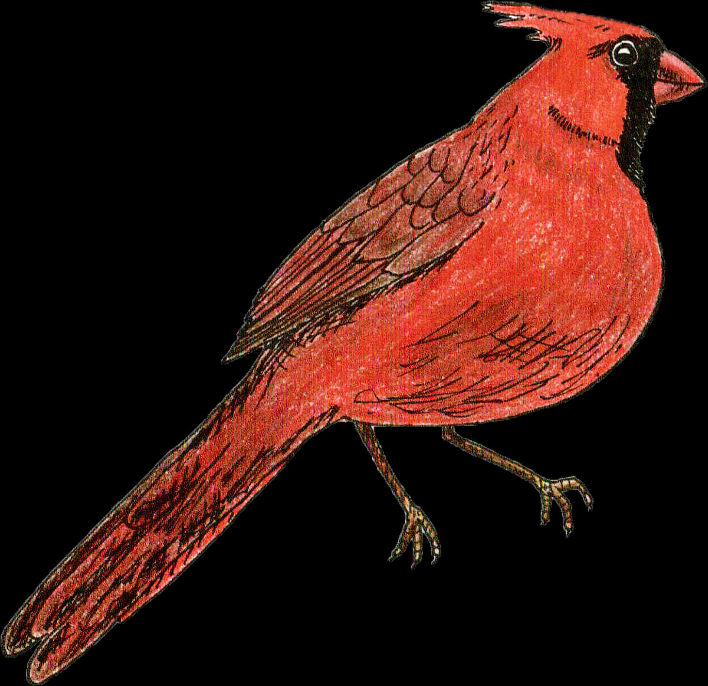 Red Cardinal Bird Illustration