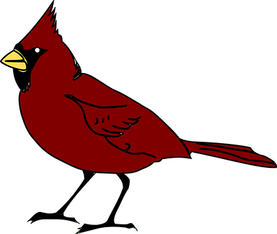 Red Cardinal Bird Illustration