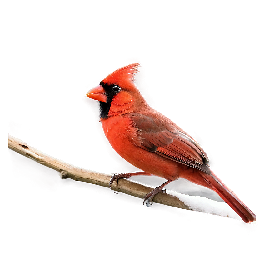 Red Cardinal C