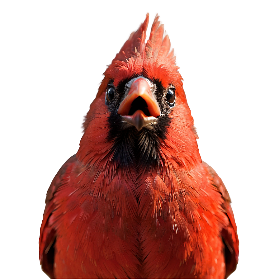 Red Cardinal Close-up Png 36