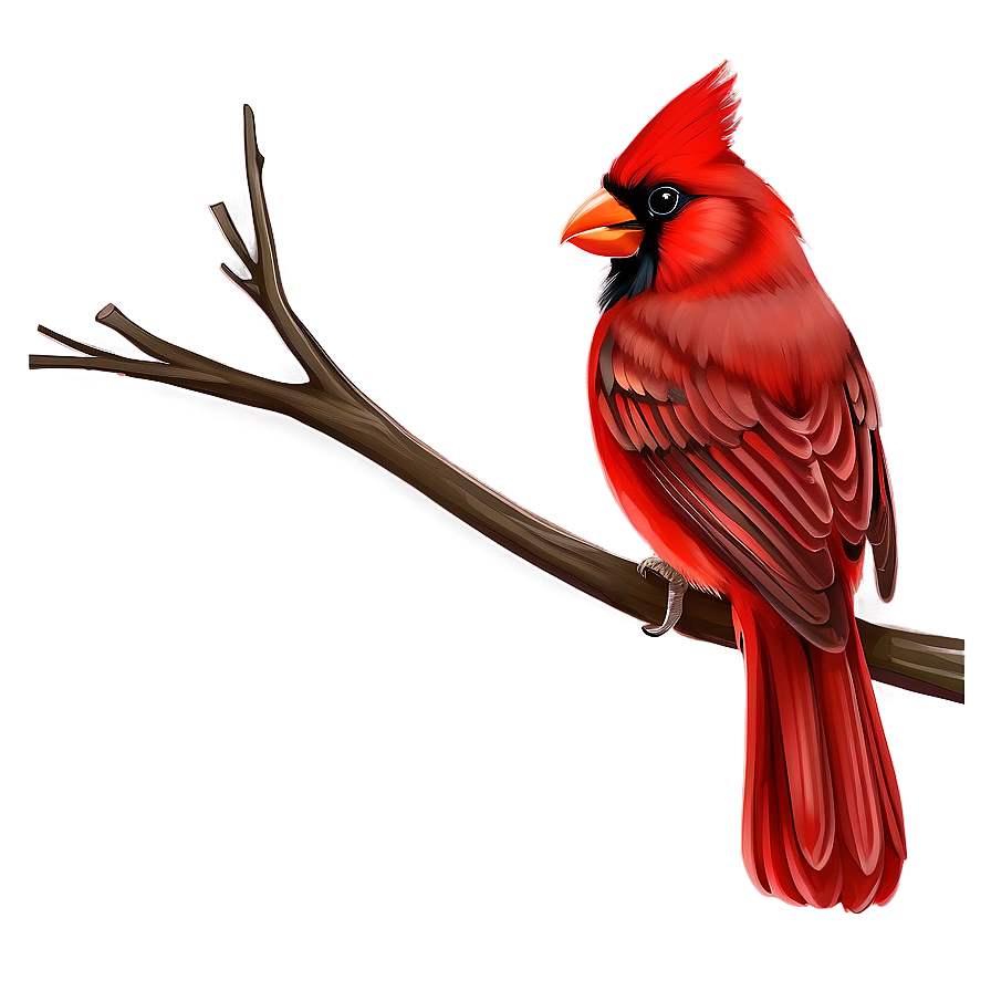 Red Cardinal Drawing Png Ycf63