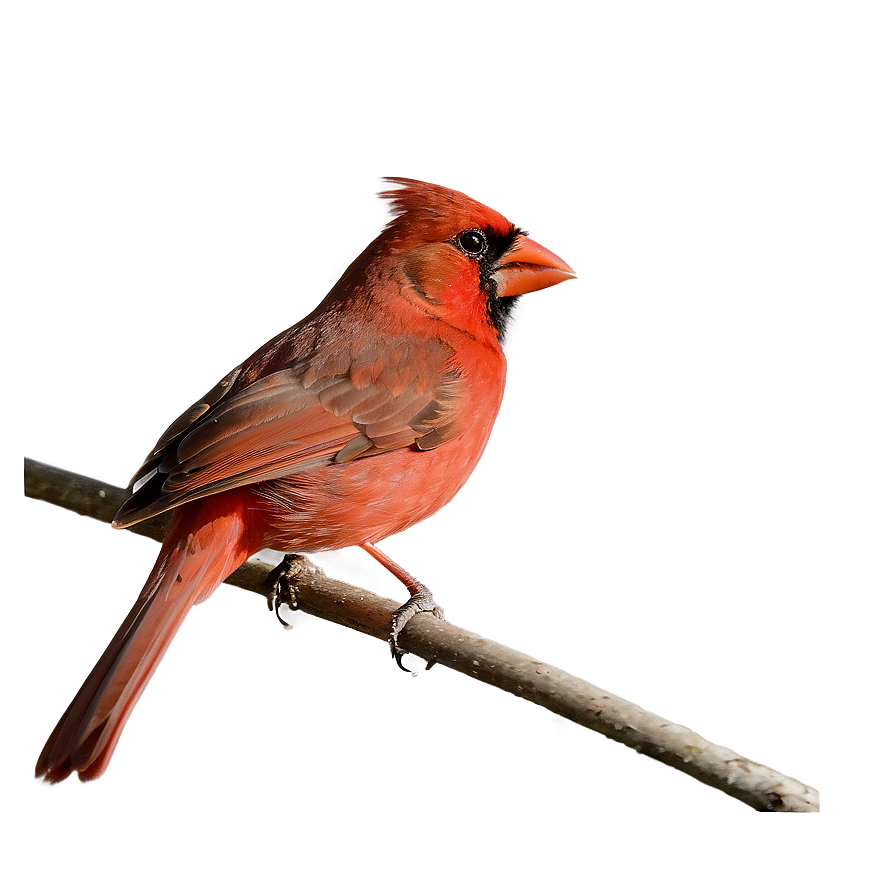 Red Cardinal During Sunset Png 06292024