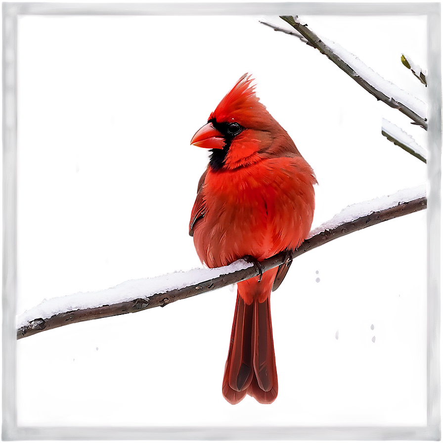 Red Cardinal In Snow Png 06292024