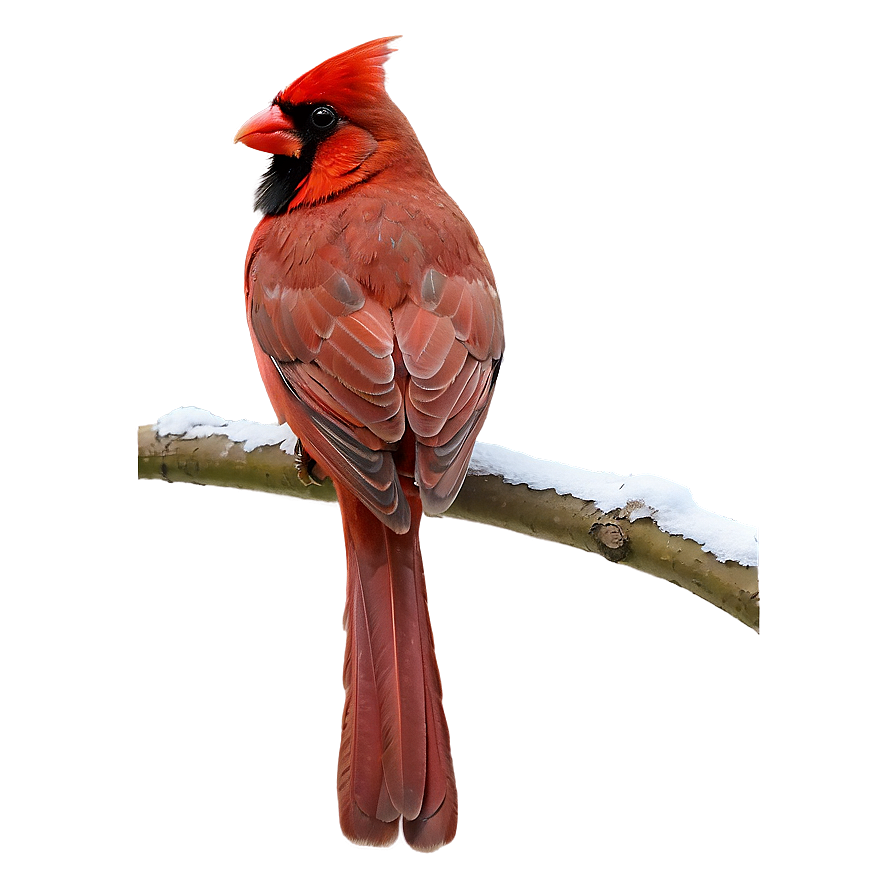 Red Cardinal On Branch Png 06292024