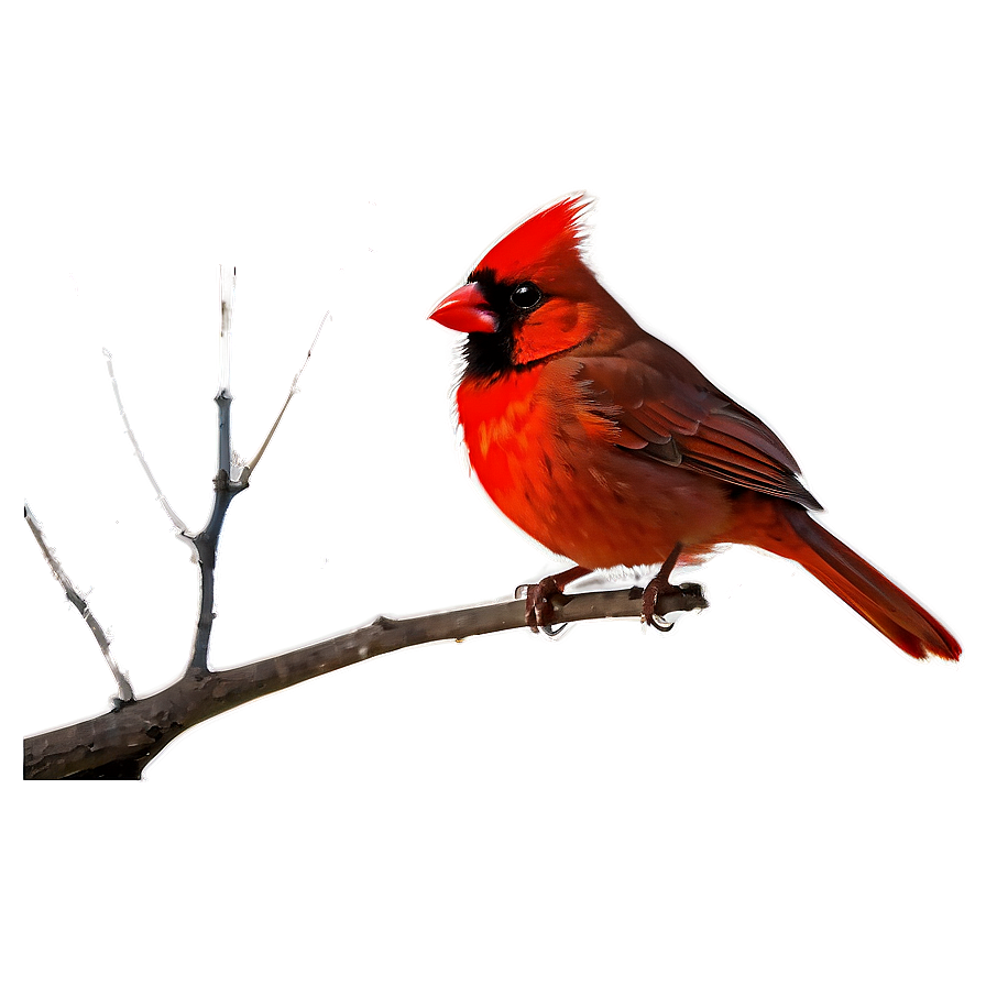 Red Cardinal Silhouette Png 06292024