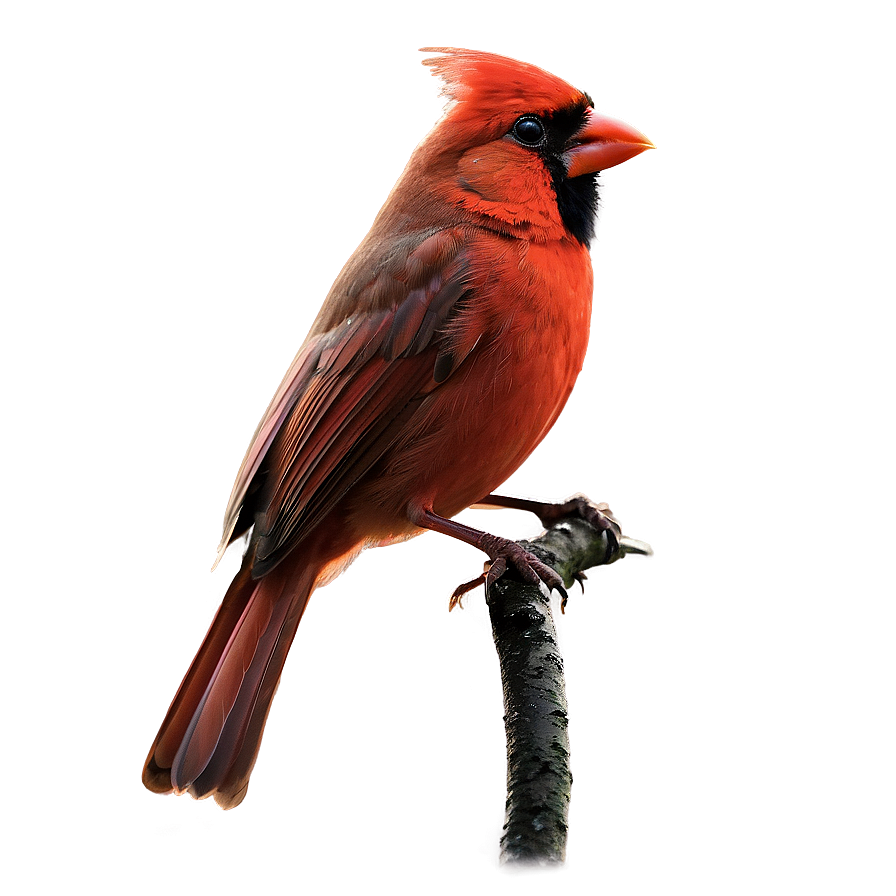 Red Cardinal Singing Png 40