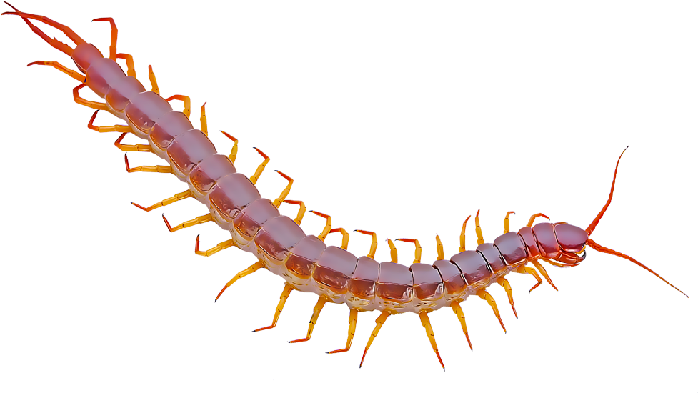 Red Centipede Closeup