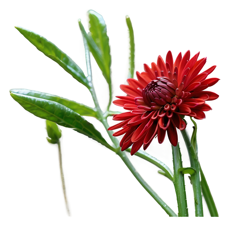 Red Chrysanthemum Closeup Png Ffb48