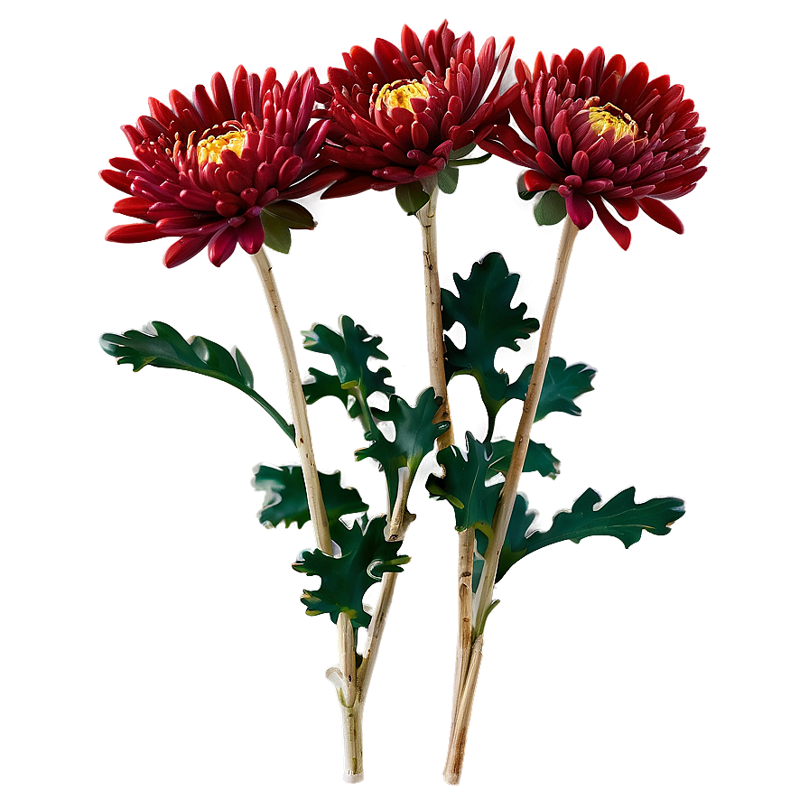 Red Chrysanthemum Closeup Png Ixp