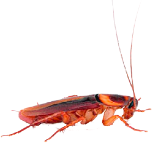 Red Cockroach Profile