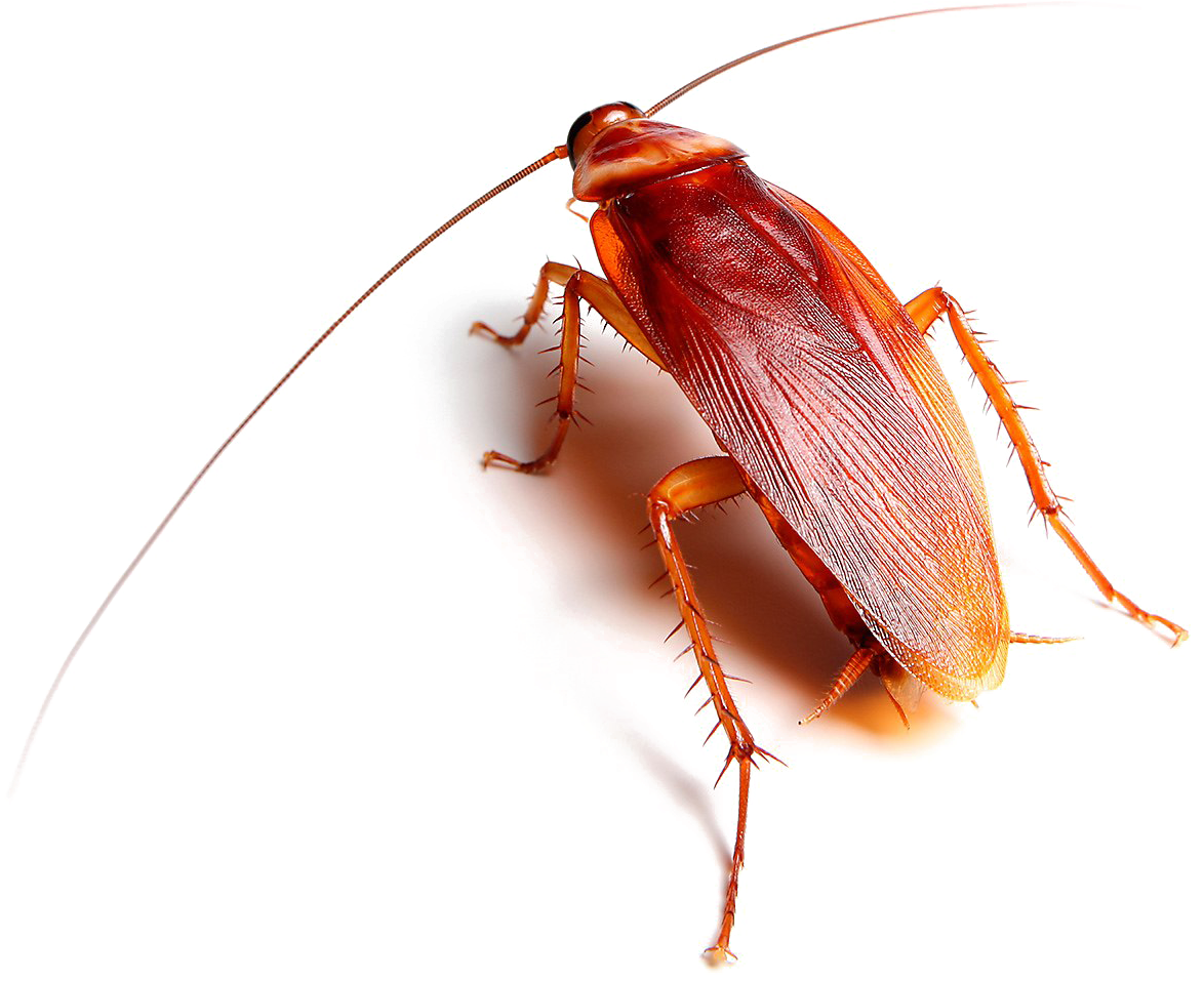 Red Cockroach Transparent Background