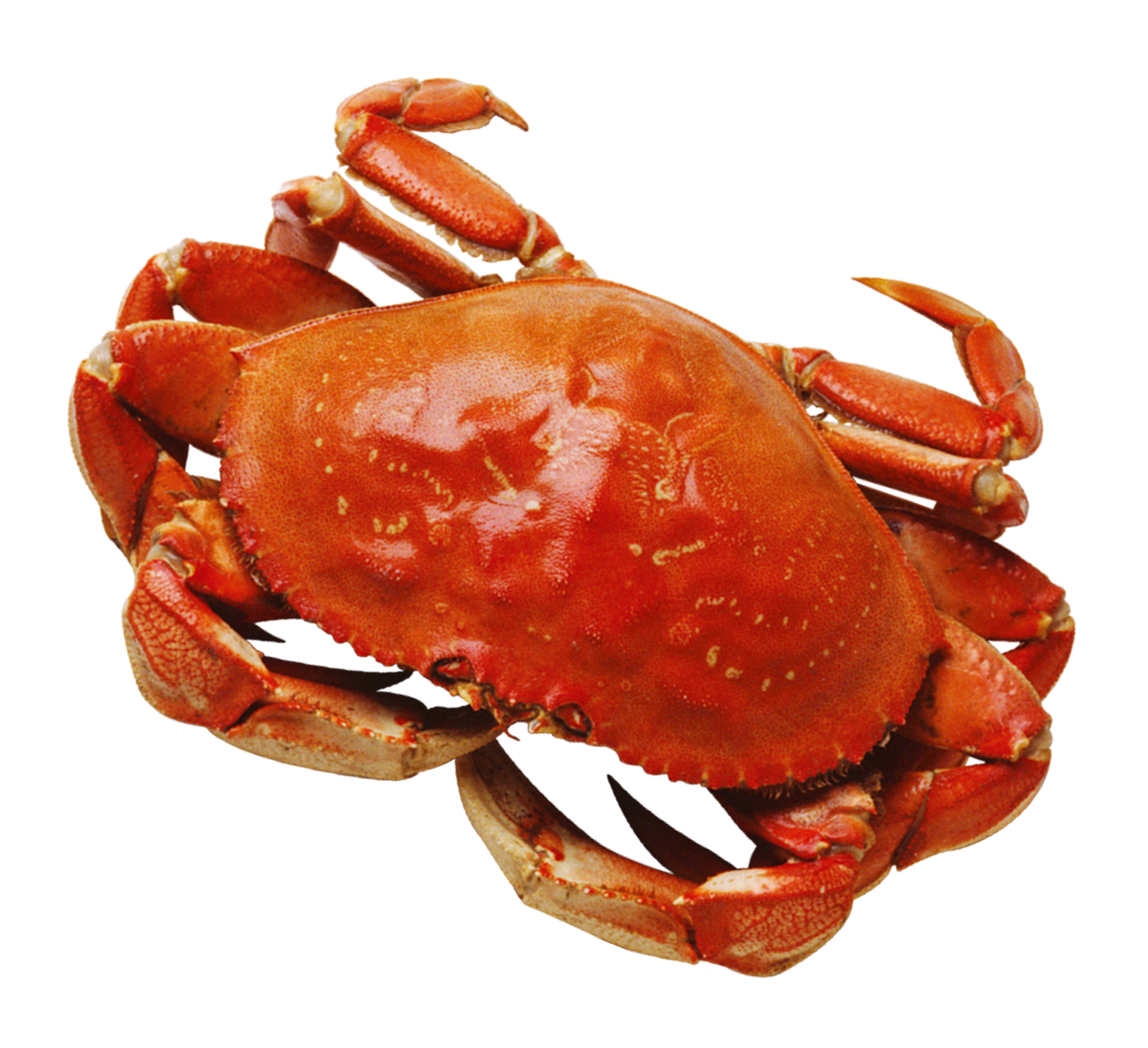 Red Crab Isolatedon Blue Background.png