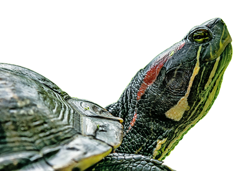 Red Eared Slider Profile