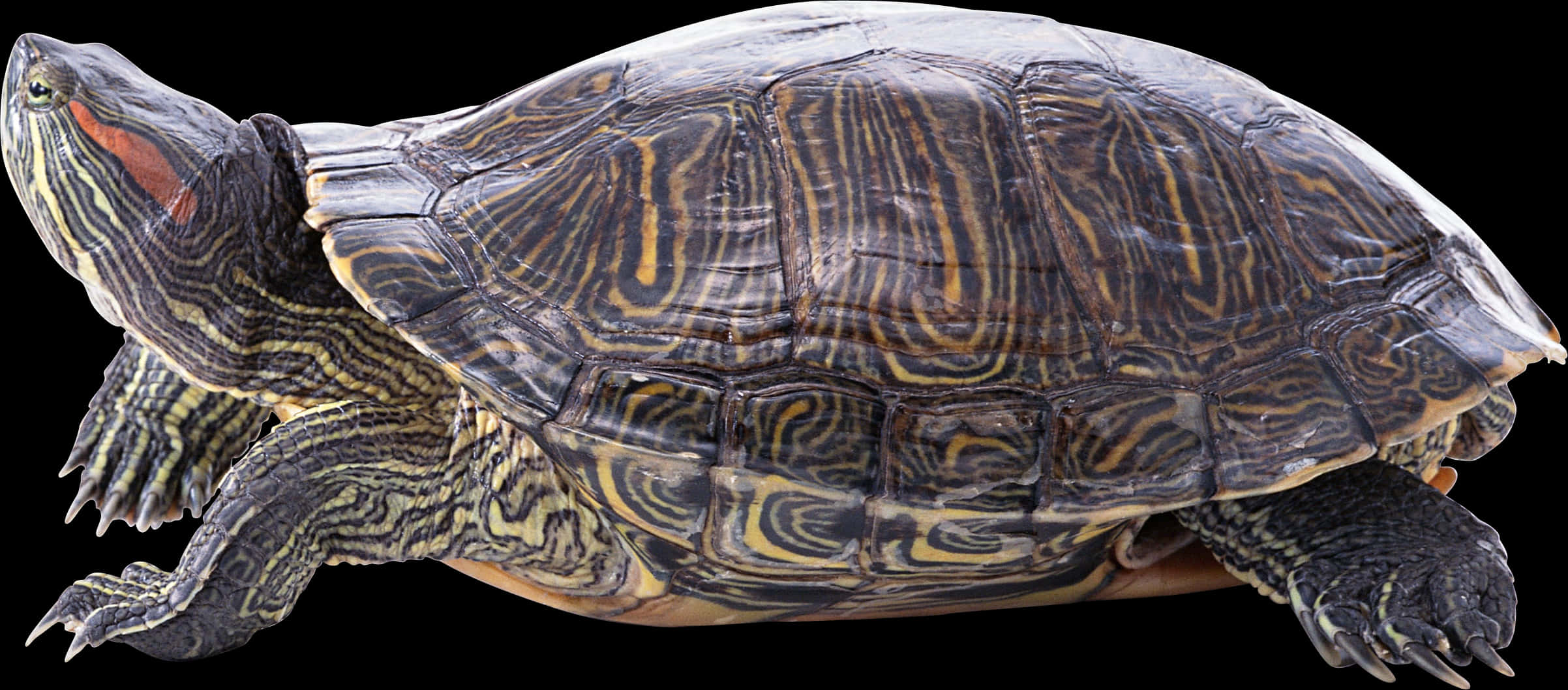 Red Eared Slider Turtle Profile