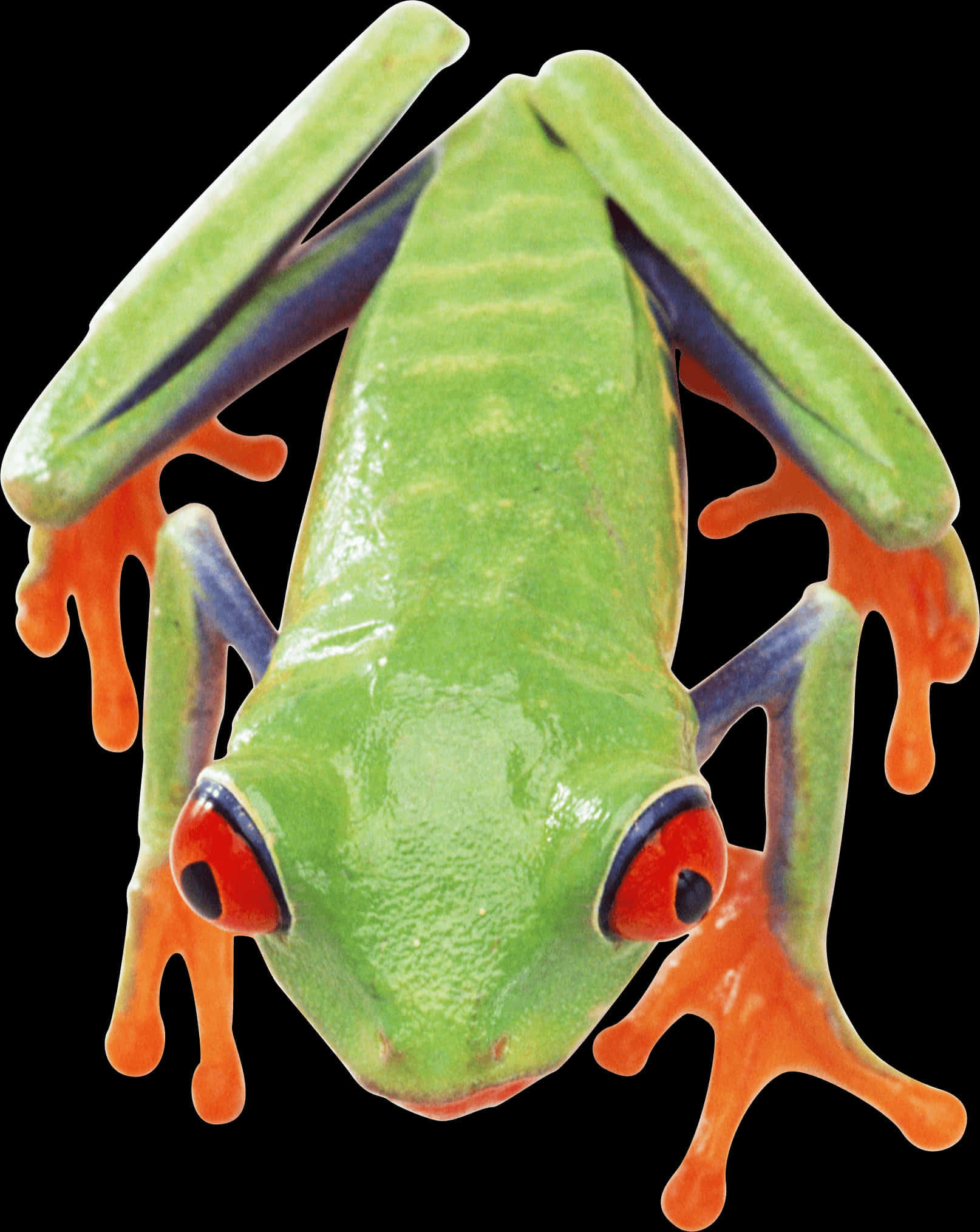 Red Eyed Tree Frog Closeup