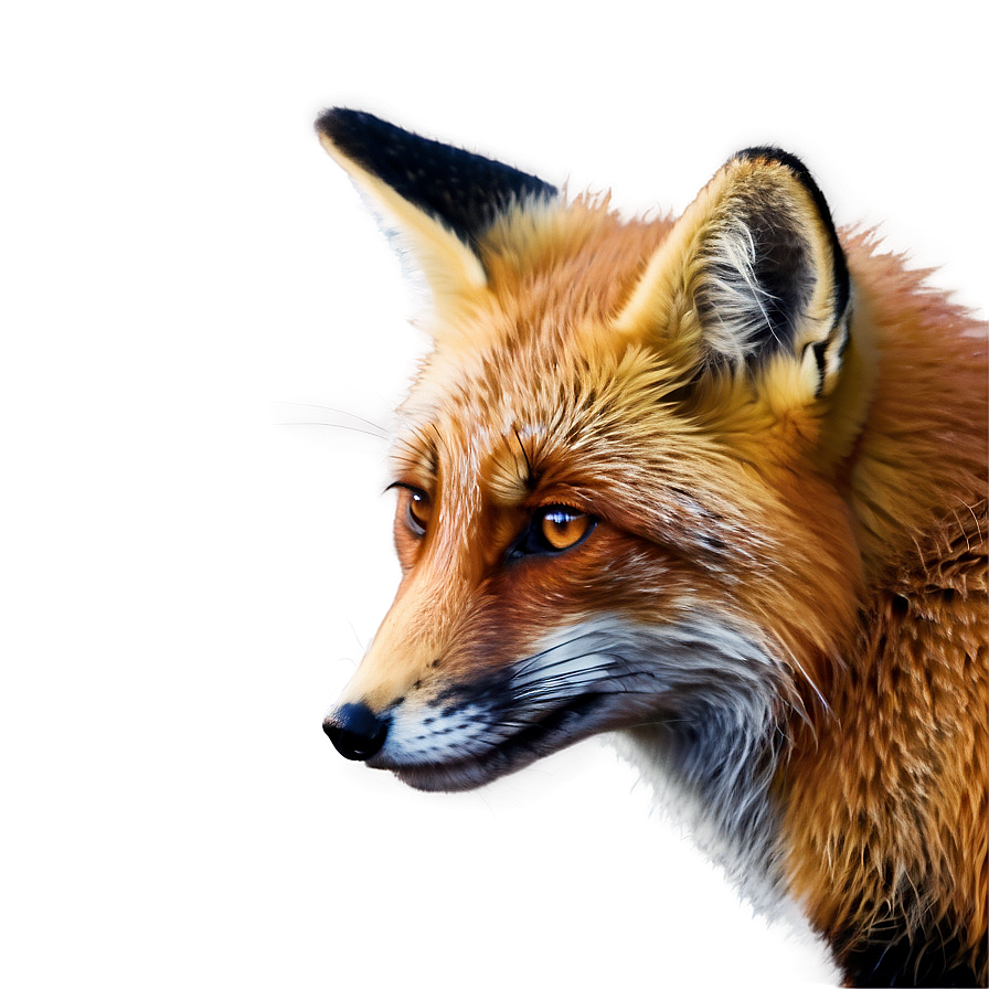 Red Fox Close-up Png 2