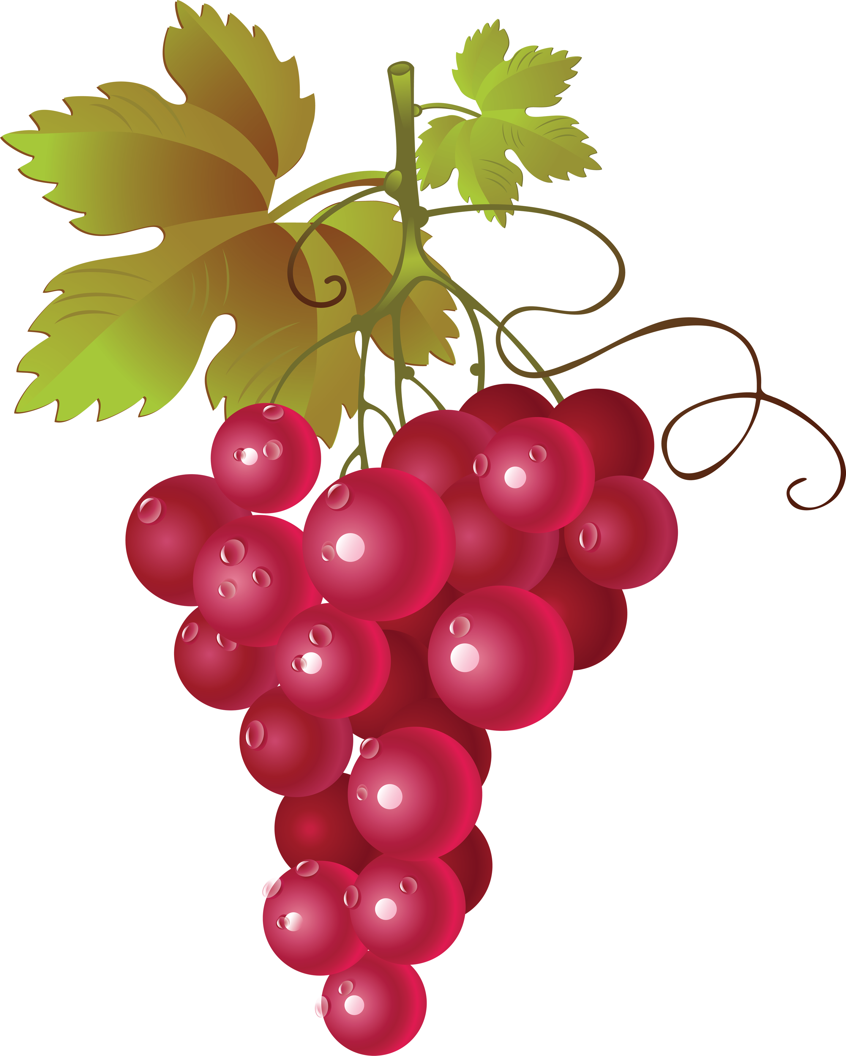 Red Grape Cluster Illustration