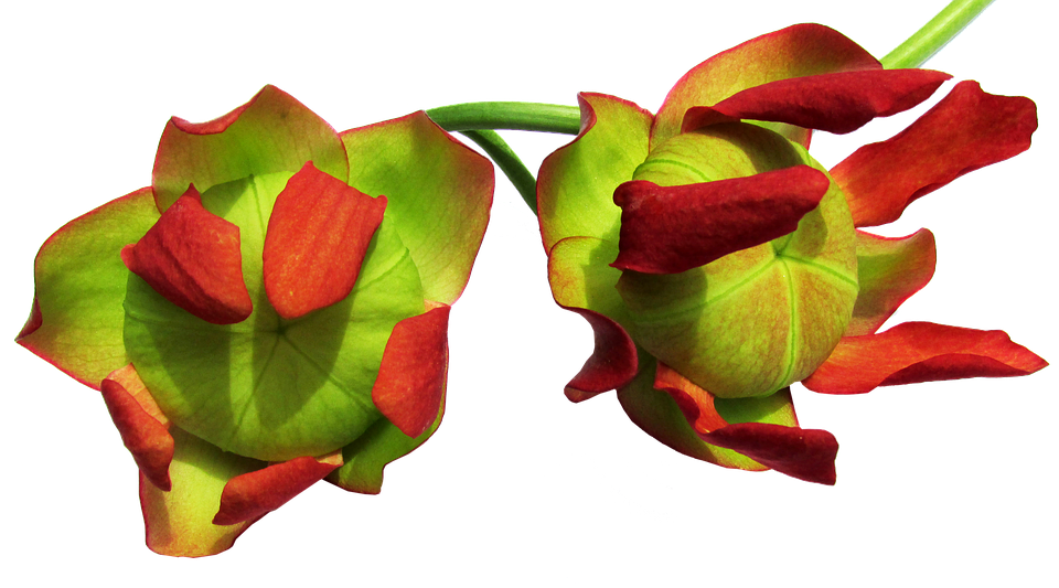 Red Green Tropical Flowers Transparent Background