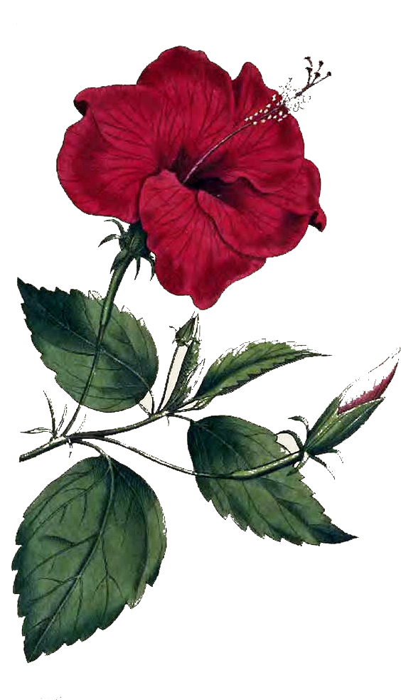 Red_ Hibiscus_ Flower_ Illustration