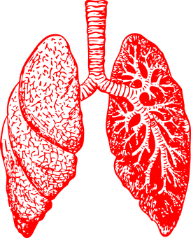 Red Human Lungs Illustration