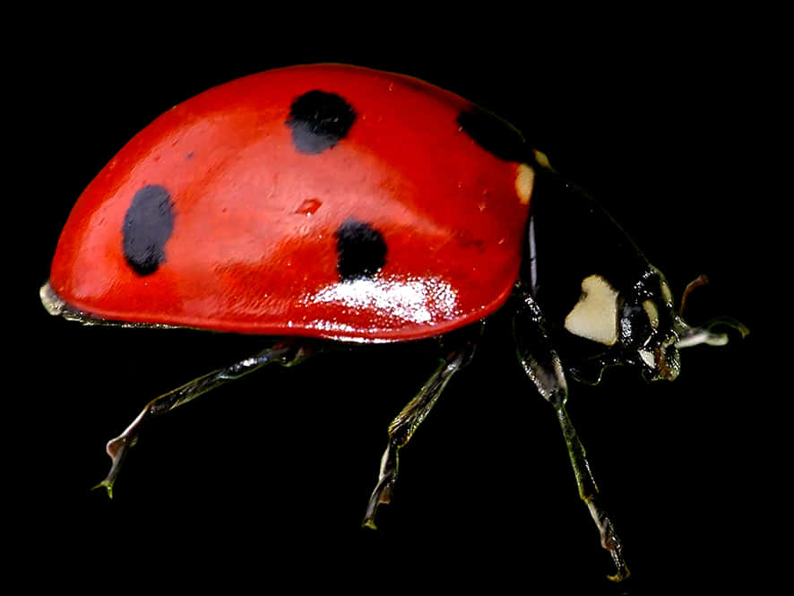 Red Ladybug Black Background