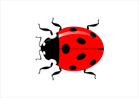 Red Ladybug Black Spots