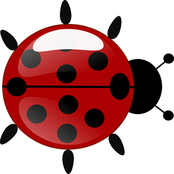 Red Ladybug Illustration