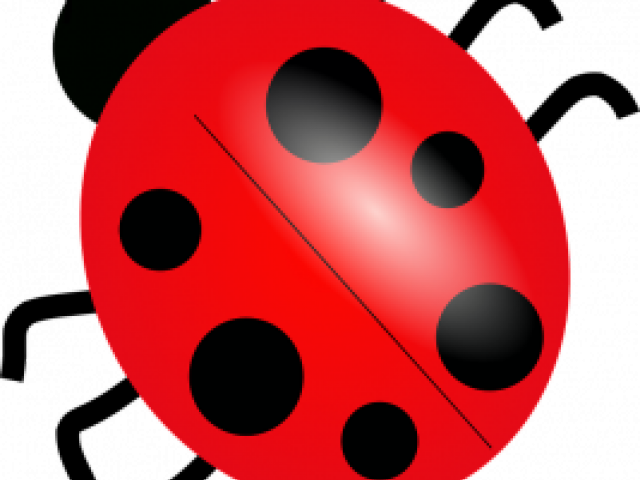 Red Ladybug Illustration