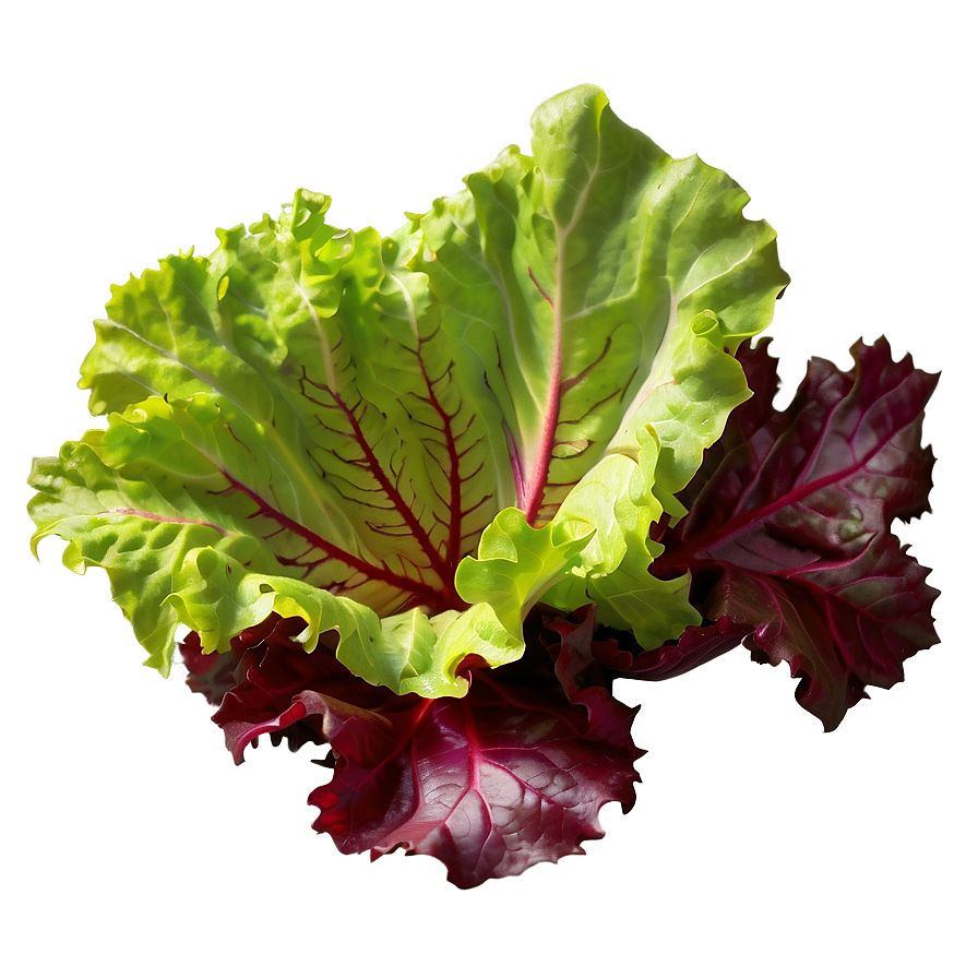 Red Leaf Lettuce Png Jmr