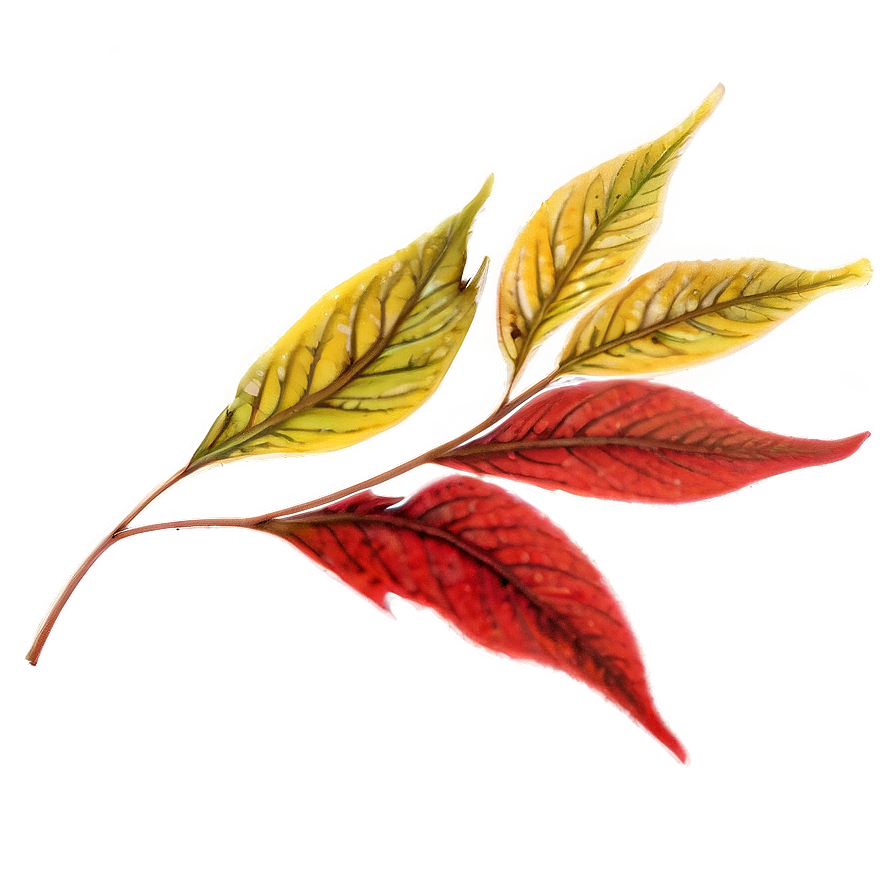 Red Leaf Png 05032024