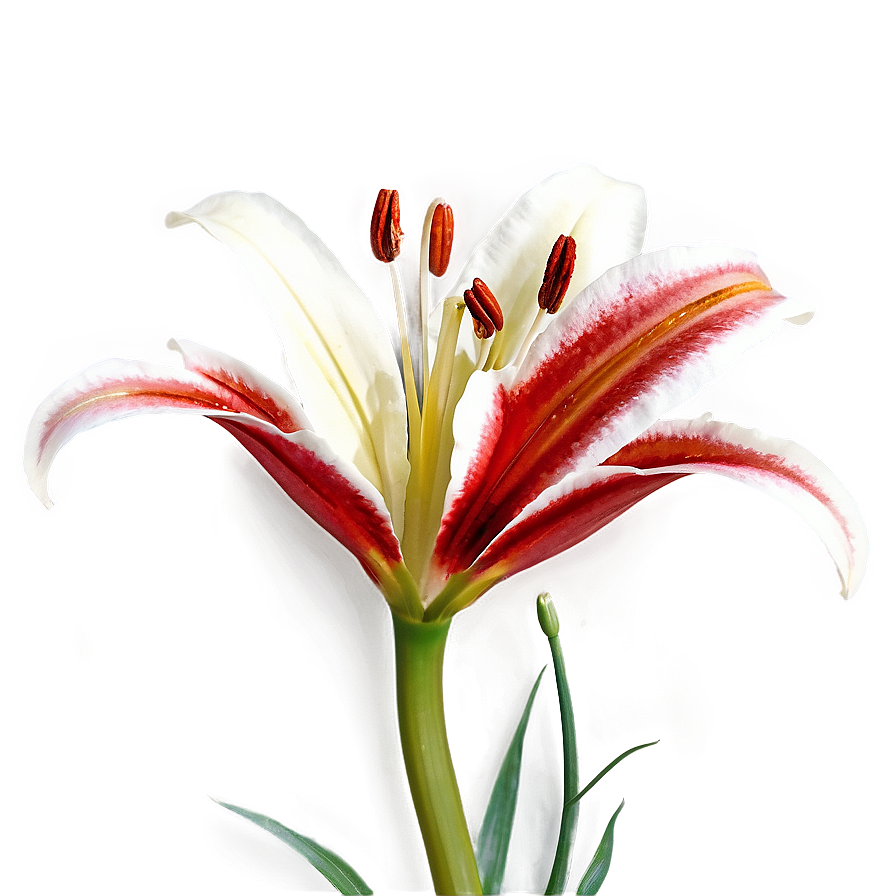 Red Lily Flower Png 06272024