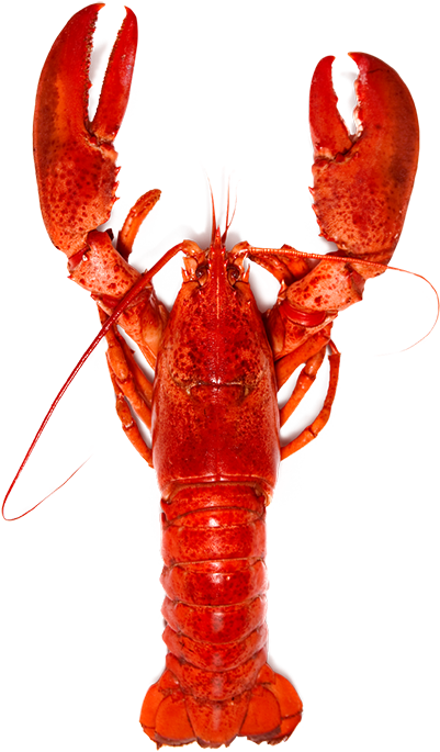 Red Lobster Standing Transparent Background.png