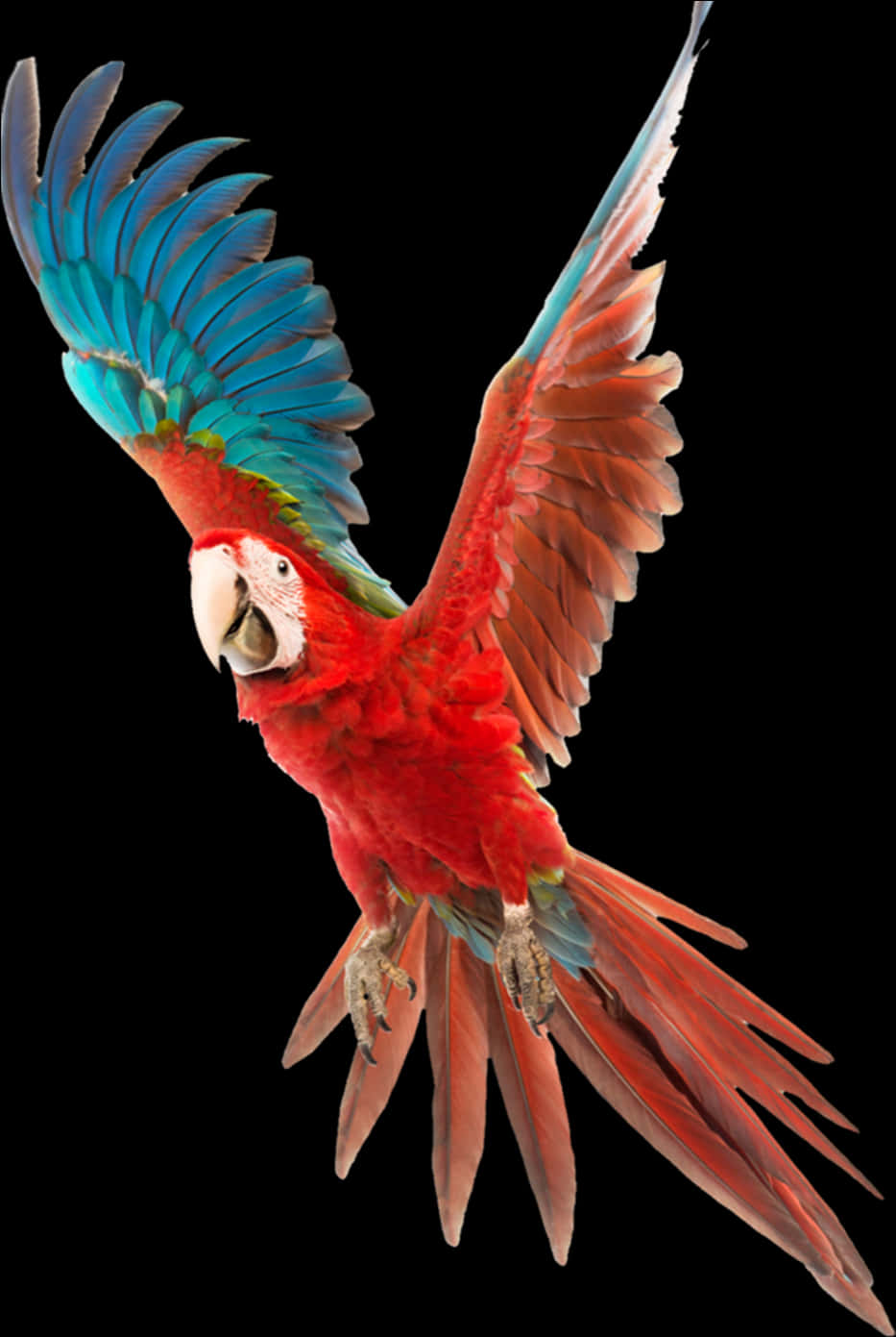 Red Macaw In Flight.jpg