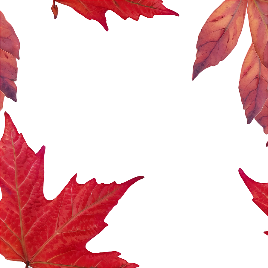 Red Maple Leaves Fall Png 27