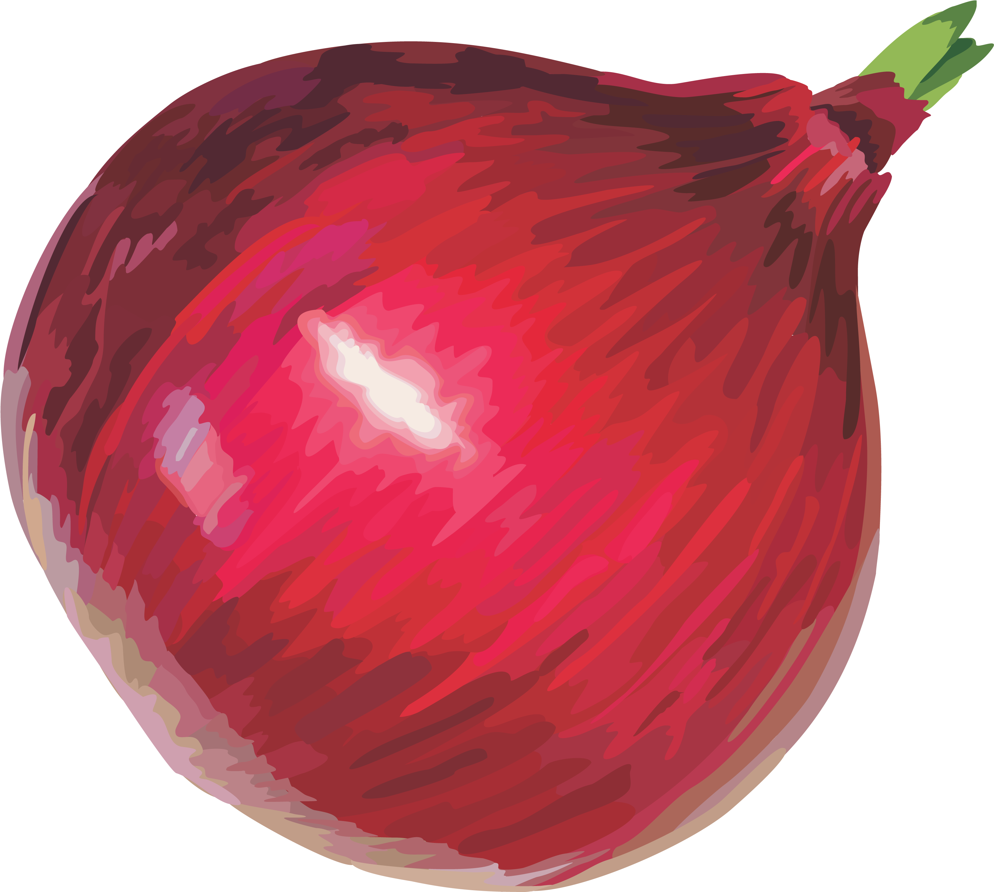 Red Onion Illustration