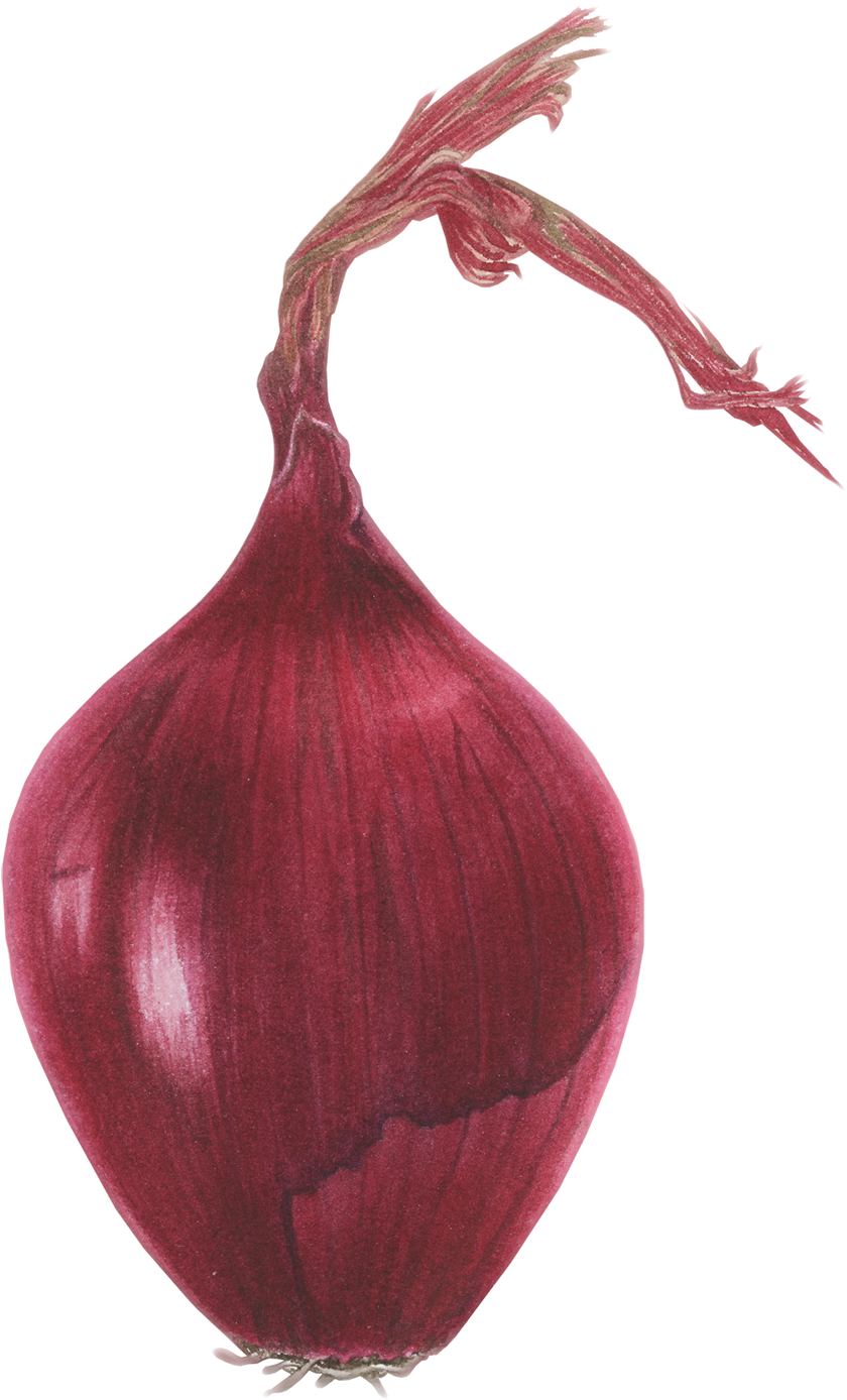 Red Onion Illustration.png