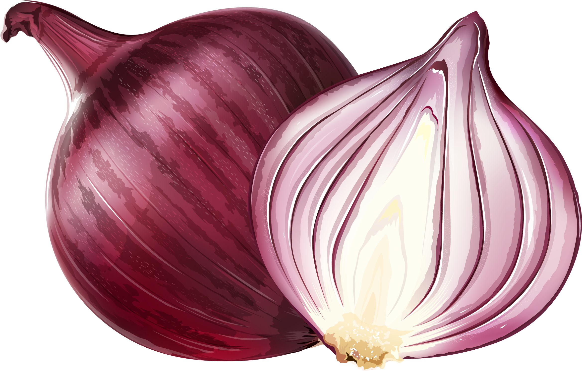 Red Onionand Cross Section Illustration