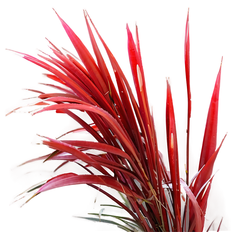 Red Ornamental Grass Png Wjj