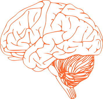 Red Outline Brain Illustration