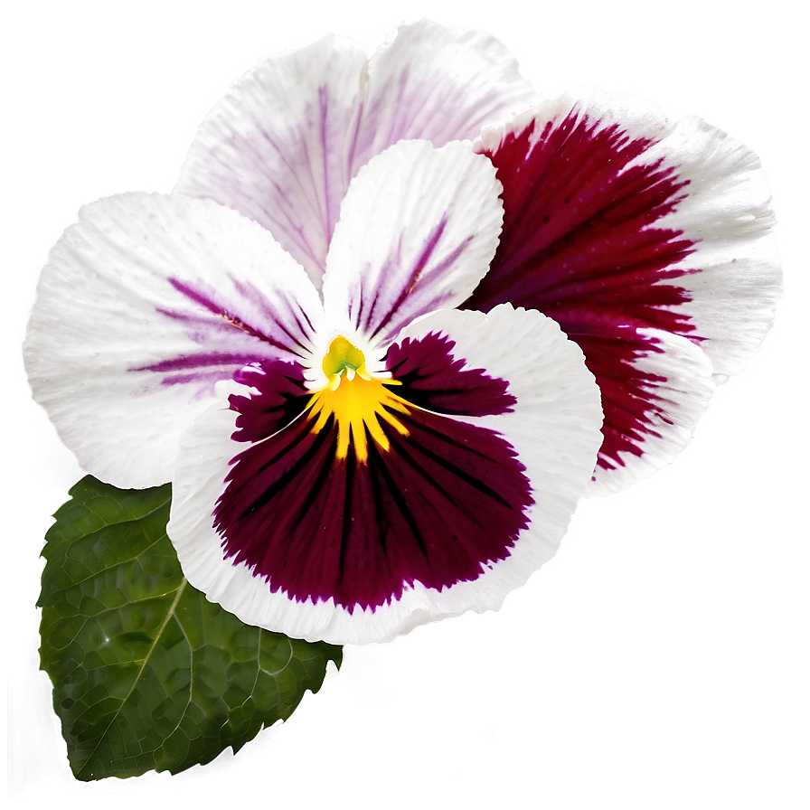 Red Pansy Png Uae