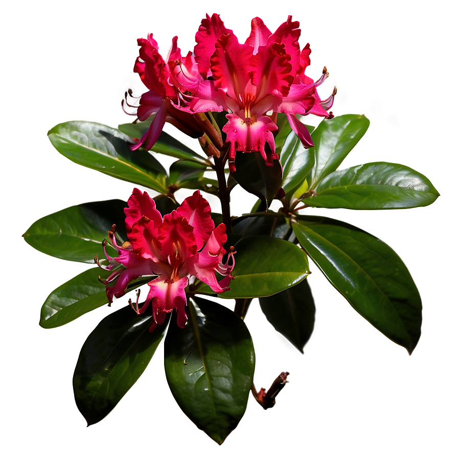 Red Rhododendron Png Geb