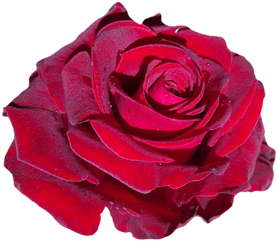 Red Rose Black Background