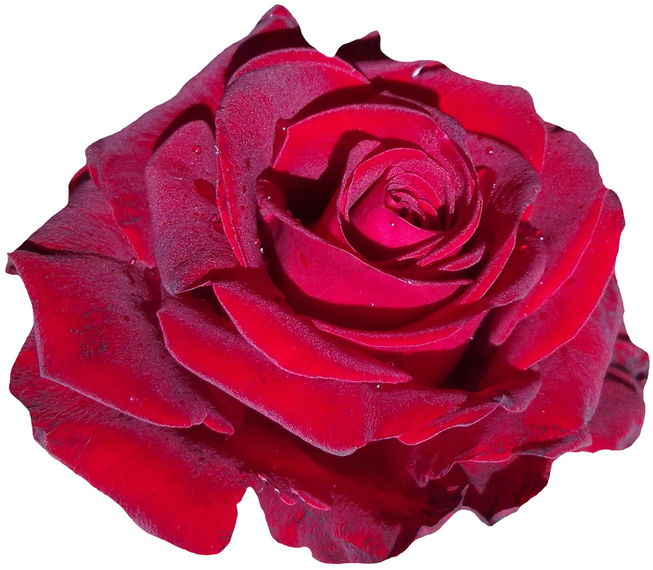 Red Rose Black Background