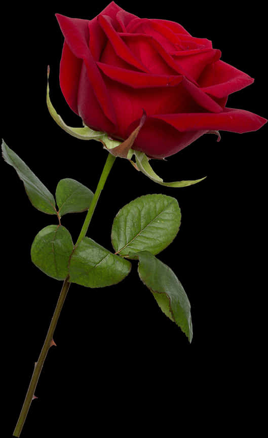 Red Rose Black Background