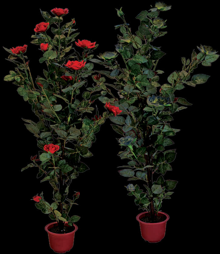 Red Rose Bushesin Pots